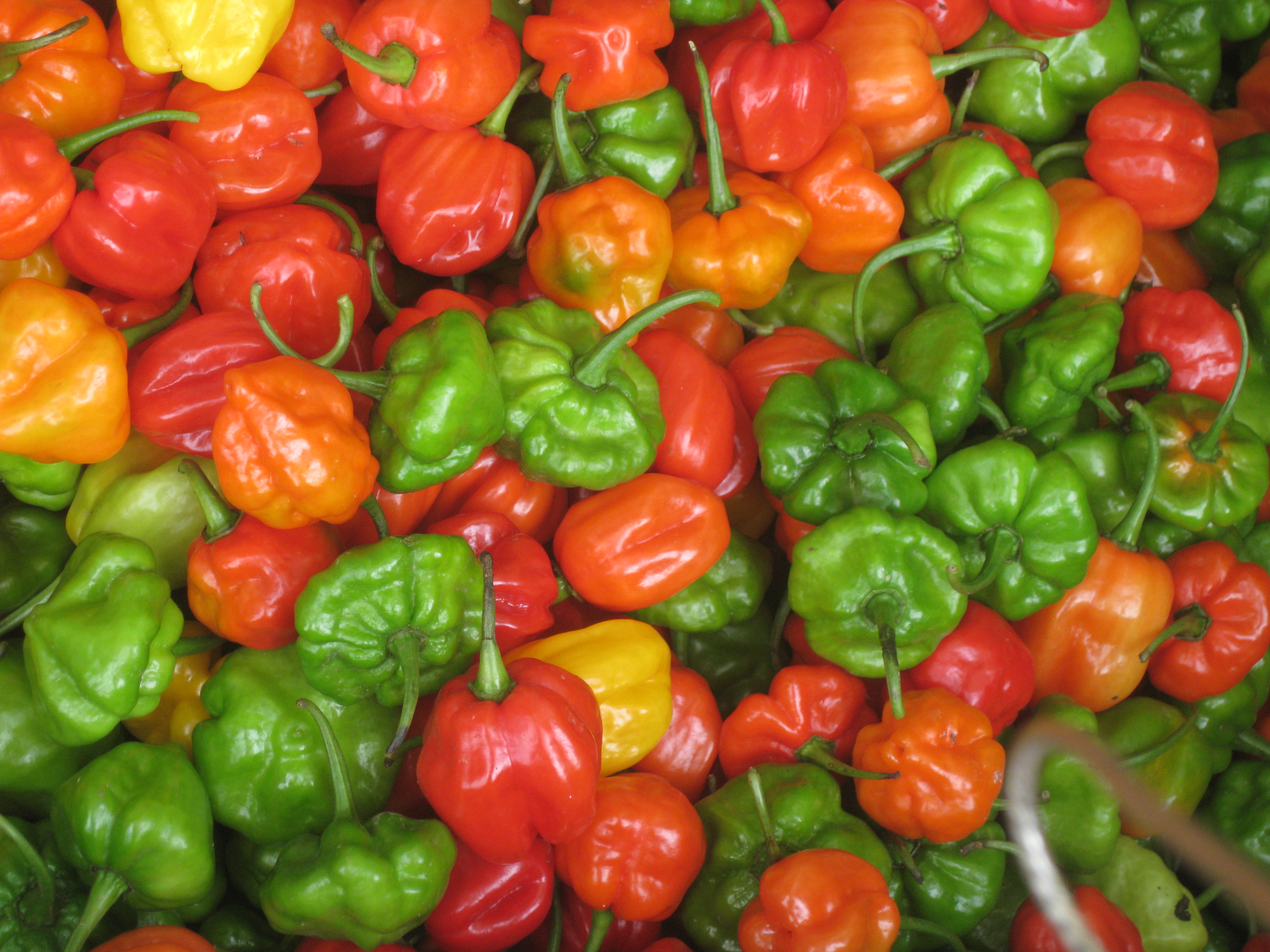 Adoniah Rahsan - Jamaica - Scotch Bonnet-photo print